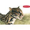 6275 8 tonovane uhly derwent tinted charcoal sada 24 barev
